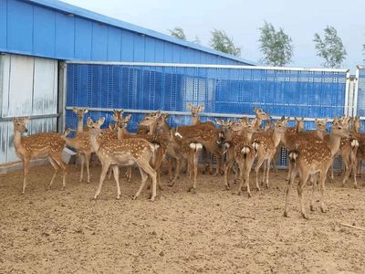 鹿醇寶集團 卓越品質引領飼料生產新標桿