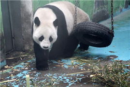 中國政協委員聚焦動物飼養規范，推動生態文明建設與畜牧業高質量發展