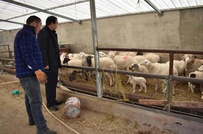 大通縣農業(yè)農村局 筑牢防疫保供雙防線，保障畜牧業(yè)生產平穩(wěn)有序