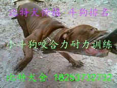 志強(qiáng)牧業(yè) 打造特種動(dòng)物養(yǎng)殖與飼料生產(chǎn)一體化產(chǎn)業(yè)鏈