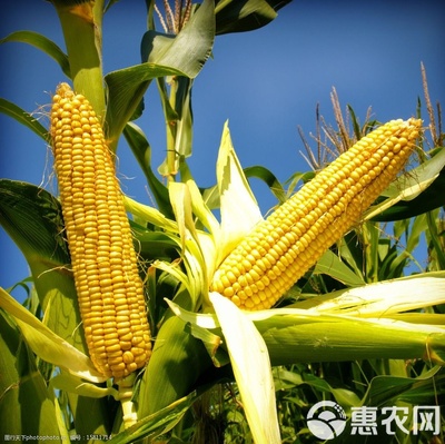 玉米專用葉面肥 解密微量元素水溶肥的增效奇跡